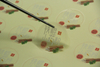 Transparent Self-adhesive Labels